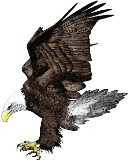 Haliaeetus Leucocephalus Images Prints: Bald Eagle
