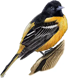 Passerine Bird Species Images Prints: Baltimore Oriole