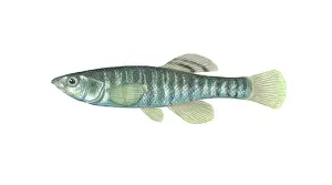 Freshwater Aquatic Animals Prints: Banded Killifish