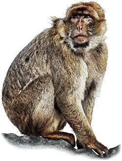 African Mammal Pictures Prints: Barbary macaque