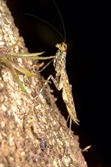 Central America Insects Prints: Bark Mantid