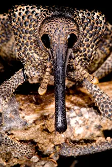 Arthropod Wildlife Photos Prints: Bark Weevil