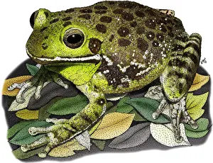American Wildlife Art Prints: Barking Tree Frog