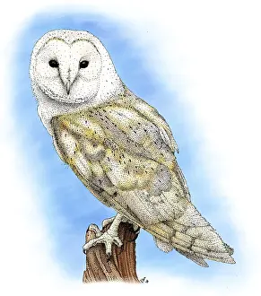 Avian Wildlife Photography Prints: Barn Owl