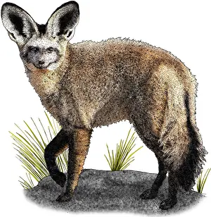 African Wildlife Art Prints: Bat Eared Fox