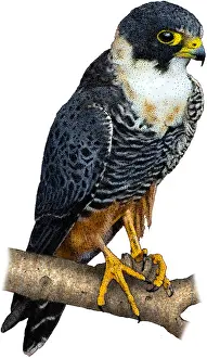 Bird Of Prey Artwork Prints: Bat falcon