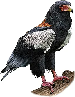 Bateleur Eagle Print