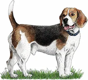 Canis Familiaris Pets Prints: Beagle