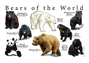 Bear Species Print: A Fine Art Illustration of Eight Global Bear Types