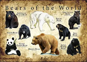 Bear Species Print: A Fine Art Illustration of Eight Global Bear Types