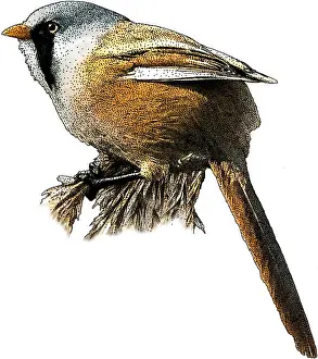 European Bird Art Prints: Bearded Reedling