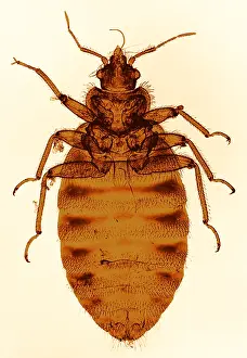 Bedbug Print, Color Enhanced Light Micrograph