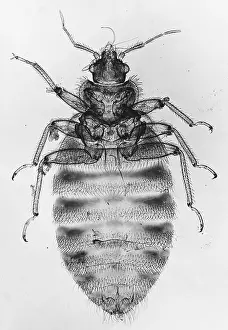 Light Micrograph Print of a Bedbug (Cimex lectularius)
