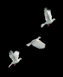 Images Dated 2nd January 2002: White Java Dove in Flight Print