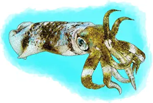Bigfin Reef Squid Prints: Bigfin reef squid