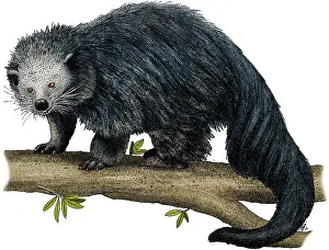 Mammal Drawings Prints: Binturong