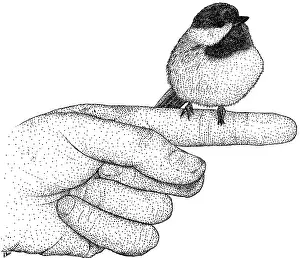 Framed Print : Black-capped Chickadee Print: Pen and Ink Illustration Framed Print : Black-capped Chickadee Print: Pen and Ink Illustration
