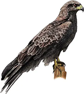 Bird Of Prey Artwork Prints: Black falcon