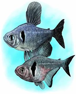 Freshwater Aquarium Fish Prints: Black phantom tetras