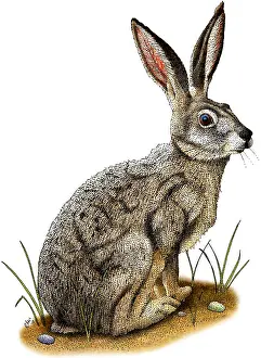 Black Tailed Jackrabbit Prints: Black-Tailed Jackrabbit