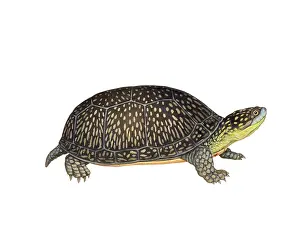 Species Conservation Prints: Blanding's Turtle