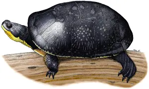 North American Wildlife Art Prints: Blanding's Turtle