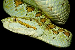 Central American Fauna Prints: Blotched Palm Pitviper