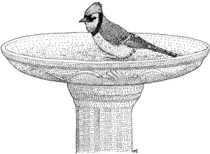 Black And White Bird Art Prints: Blue Jay Birdbath