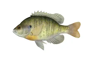 Freshwater Fish Pictures Prints: Bluegill