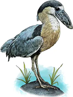 Ardeidae Family Birds Prints: Boat billed heron