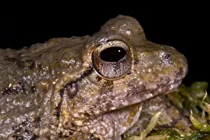 Tropical Forest Ecosystems Prints: Bob's Robber Frog