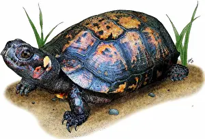 Critically Endangered Animals Prints: Bog Turtle