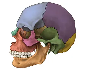 Skull Anatomy Prints: Bones of the Skull (Lateral)