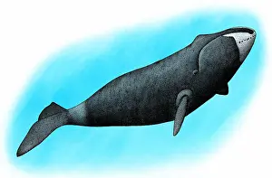 Marine Life Illustrations Prints: Bowhead whale