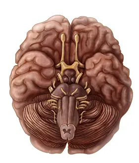 Cerebrum Structure Prints: Brain and Cranial Nerves