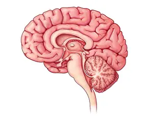 Brain Anatomy Illustration Prints: Brain Sagittal Section, Illustration