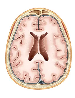 Cerebral Cortex Illustration Prints: Brain, Transverse Section