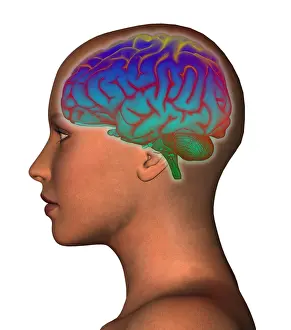 Woman In Contemplation Prints: Brain and Woman's Head