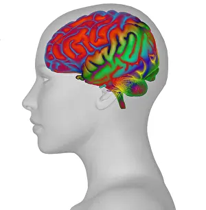 Human Nervous System Prints: Brain and Woman's Head
