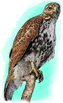 Broad Winged Hawk