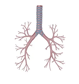 Human Respiratory System Prints: Bronchus