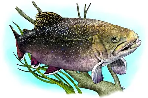 Brook Trout Print