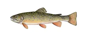 Freshwater Fish Images Prints: Brook Trout