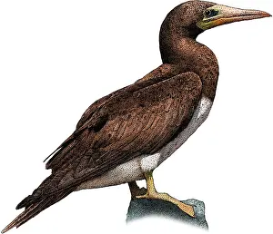 Sulidae Family Birds Prints: Brown booby