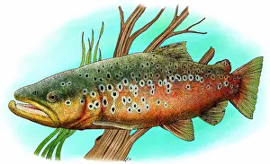 Ray Finned Fishes Prints: Brown trout