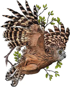 Buffy Fish Owl Print