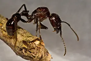 Peruvian Wildlife Prints: Bullet Ant