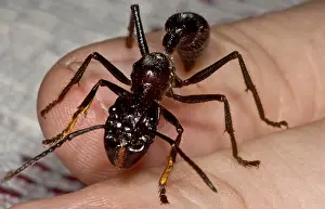 Rainforest Wildlife Photos Prints: Bullet Ant on Hand