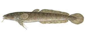Freshwater Fish Illustrations Prints: Burbot