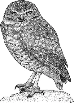 Nature Prints For Sale Online Prints: Burrowing Owl